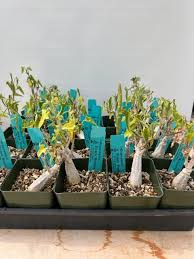 Image result for Aloe welwitschii