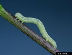 Maybe you would like to learn more about one of these? Signs Of Common Rose Pests Bioadvanced