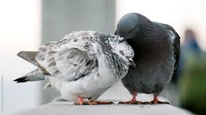 Cute Pigeons Preening Video In 2020 Cute Pigeon Cute Birds Funny Birds