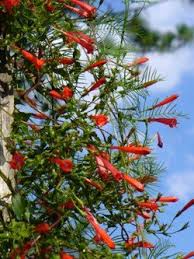 Image result for Manettia