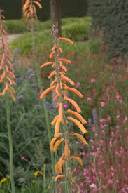 Image result for Kniphofia thomsonii