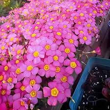 Image result for Oxalis purpurascens