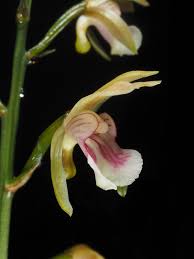 Image result for Eulophia sp. nov.