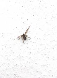 The false widow was first spotted in the uk in torquay, devon, in. False Widow Spider Observation Uk And Ireland Ispot