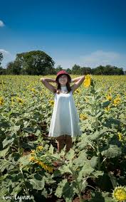 Taman bunga matahari, kota tangerang. Mengunjungi Sunflower Field Di Lopburi Thailand The Story Of Lynn