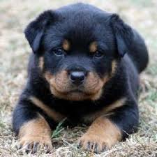 If you are unable to find your rottweiler puppy in our puppy for sale or dog for sale sections, please consider looking thru thousands of rottweiler dogs for adoption. Top Quality Rottweiler Puppies 27634288307 Port Elizabeth Rottweiler Puppies Dog Breeders Gallery 85767