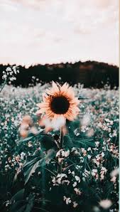 Iphone Wallpaper Sunflower Hintergrundbildiphone Tapete Flowers Asthetic Pretty Sunflower Wallpaper Cute Wallpaper Backgrounds Aesthetic Iphone Wallpaper