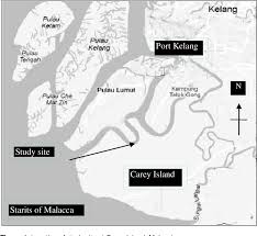 Datuk ibrahim bin mat zin atau dikenali dengan gelaran raja bomoh (68 tahun) ialah mahaguru seni silat gayung ghaib malaysia (pssggm). Pdf A Demographic Study Of A Mangrove Palm Nypa Fruticans Semantic Scholar