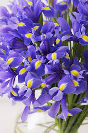 The Meaning Behind Popular Valentine S Day Flowers Flower Meanings Romantic Flowers Iris Flowers