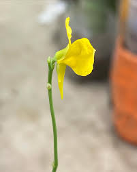 Image result for Utricularia  cornuta