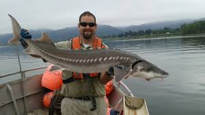 As Caviar Prices Skyrocket Sturgeon Poachers Invade Pacific Northwest The Salt Npr