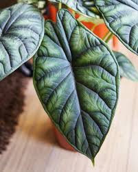 Sydney indoor plant shop specialising in rare and hard to find plants. Pin On Plant Mom Activated