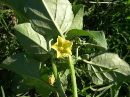 Image result for Physalis viscosa