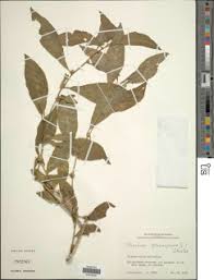 Image result for Struchium sparganophorum