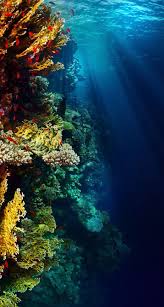 Check spelling or type a new query. Underwater Iphone Wallpapers Top Free Underwater Iphone Backgrounds Wallpaperaccess