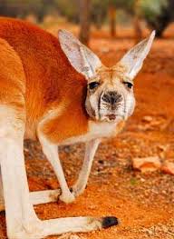 Red Kangaroo Largest Marsupial Red Kangaroo Kangaroo Animals Images