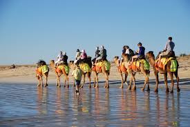 Camels walking along windy essaouira beach in morocco. Camel Rides On Cable Beach A Glass Half Full