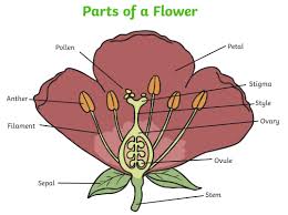 The female reproductive part of a flower is called the pistil. What Is A Flower Answered Twinkl Teaching Wiki
