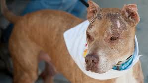 Former abused dog Louis Vuitton celebrates 13th Birthday
