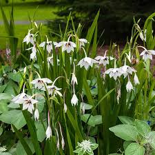 Image result for Gladiolus magnificus