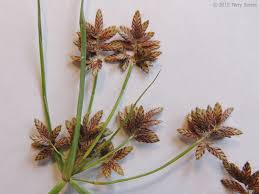Image result for Cyperus nduru