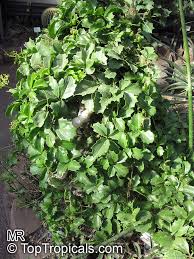 Image result for Cyphostemma hereroense