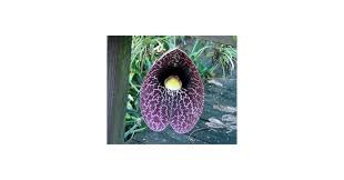 Image result for Aristolochia littoralis