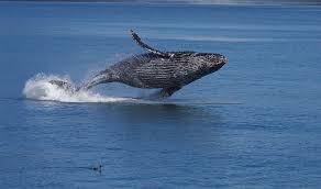 Note that rounding errors may occur, so always check the results. Identification Of Equivalent Customary Units Of Weight Ck 12 Foundation