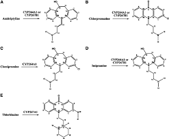Conversions Of The Substrates Amitriptyline A Chlorpromazine B Download Scientific Diagram