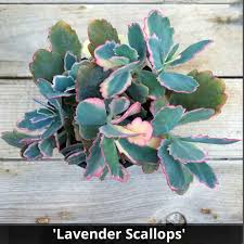 Image result for Kalanchoe fedtschenkoi