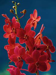 P5163458 Lr2 Freckled Red Mokara Orchid Smile Orchid Beautiful Orchids Red Orchids Orchids