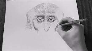 How To Draw A Monkey Easy Youtube