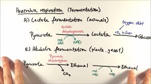Animal and yeast cell respiration. A2 Biology Anaerobic Respiration Ocr A Chapter 18 5 Youtube