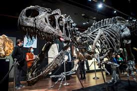 Este dinosaurio fue de los más grandes del mundo. Venden Esqueleto De Dinosaurio Por 3 5 Millones De Dolares