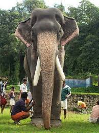 Browse through our wonderful photo collection of elephants also known as the gentle giants. Karnan Elephant Elephant Lover Kerala