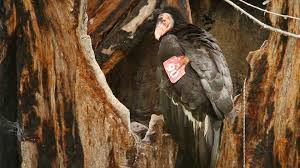 Running big sur on another macos on an unsupported mac may also be considered against apple's terms and conditions. Ventana Wildlife Society S Condor Sanctuary Big Sur California Explore Org