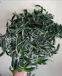 Image result for Murdannia stricta