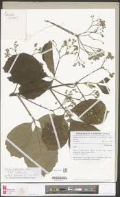 Image result for Vitex madiensis