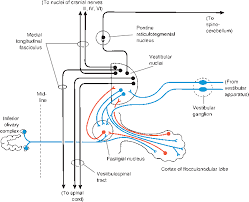 Image result for Cerebellar Function Test