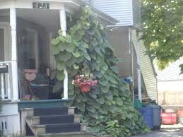 Dense vines provide privacy and can even make a green fence. What Is This Vine With Large Heart Shaped Leaves Found In Western New York State Gardening Landscaping Stack Exchange