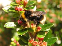 Image result for Bombus sylvestris