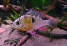 Bolivian ram cichlid is the common name for the mikrogeophagus altispinosus species. Bolivian Ram Care Guide Diet Lifespan Tank Mates Size