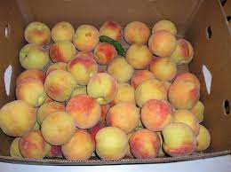 How Many Peaches Are In A Bushel New Life On A Homestead