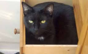 Build your own top quality drawer. Cats Who Immediately Regretted Their Poor Life Decisions