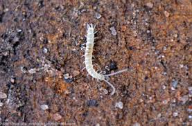 They are extremely numerous, and are thought to be the most abundant animals on the planet — a small sample of soil will contain many thousands. Tiny White Worms In Soil Helpfulgardener Com