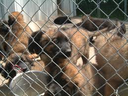 Leonberger breeder genetic diversity vancouver b.c. Leonberger Dog Breed Price Range In Ontario Canada Hubpages
