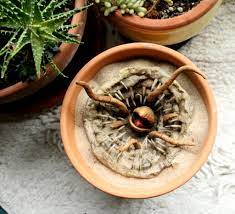 Potted Baby Sarlacc Pit – Ravendark Creations