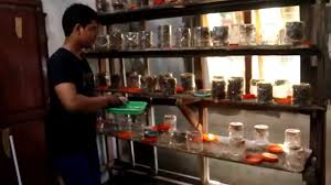 We did not find results for: Usaha Budidaya Ternak Kroto Apa Semudah Kedengarannya