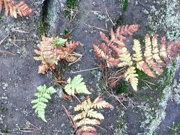 Image result for Dryopteris athamantica