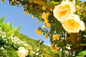 Effettuiamo consegna a domicilio in italia e all'estero in 24 ore! Trentino Alto Adige Eco Sostenibile Ai Giardini Di Castel Trauttmansdorff La Primavera Sboccia Insieme All Amore